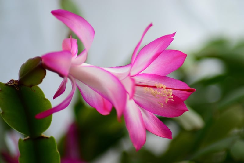 Drought-Tolerant Options